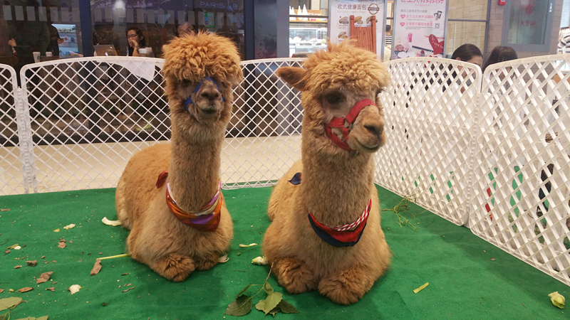 bevictor伟德官网·(中国)唯一官方网站