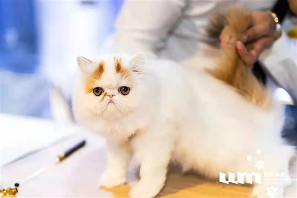 bevictor伟德官网·(中国)唯一官方网站