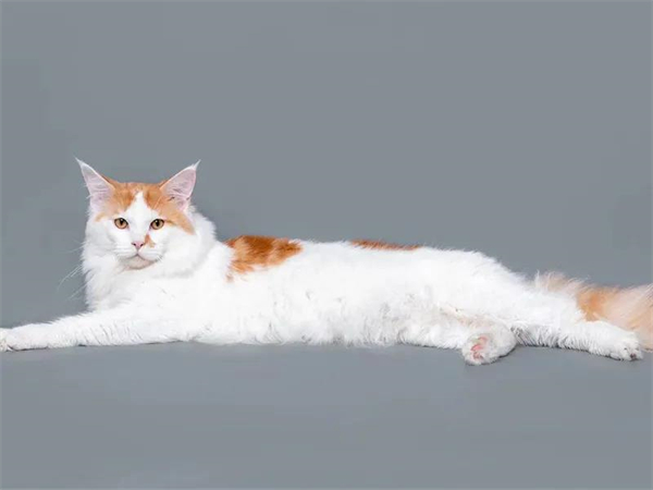 bevictor伟德官网·(中国)唯一官方网站