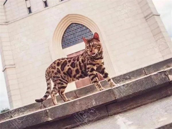 bevictor伟德官网·(中国)唯一官方网站